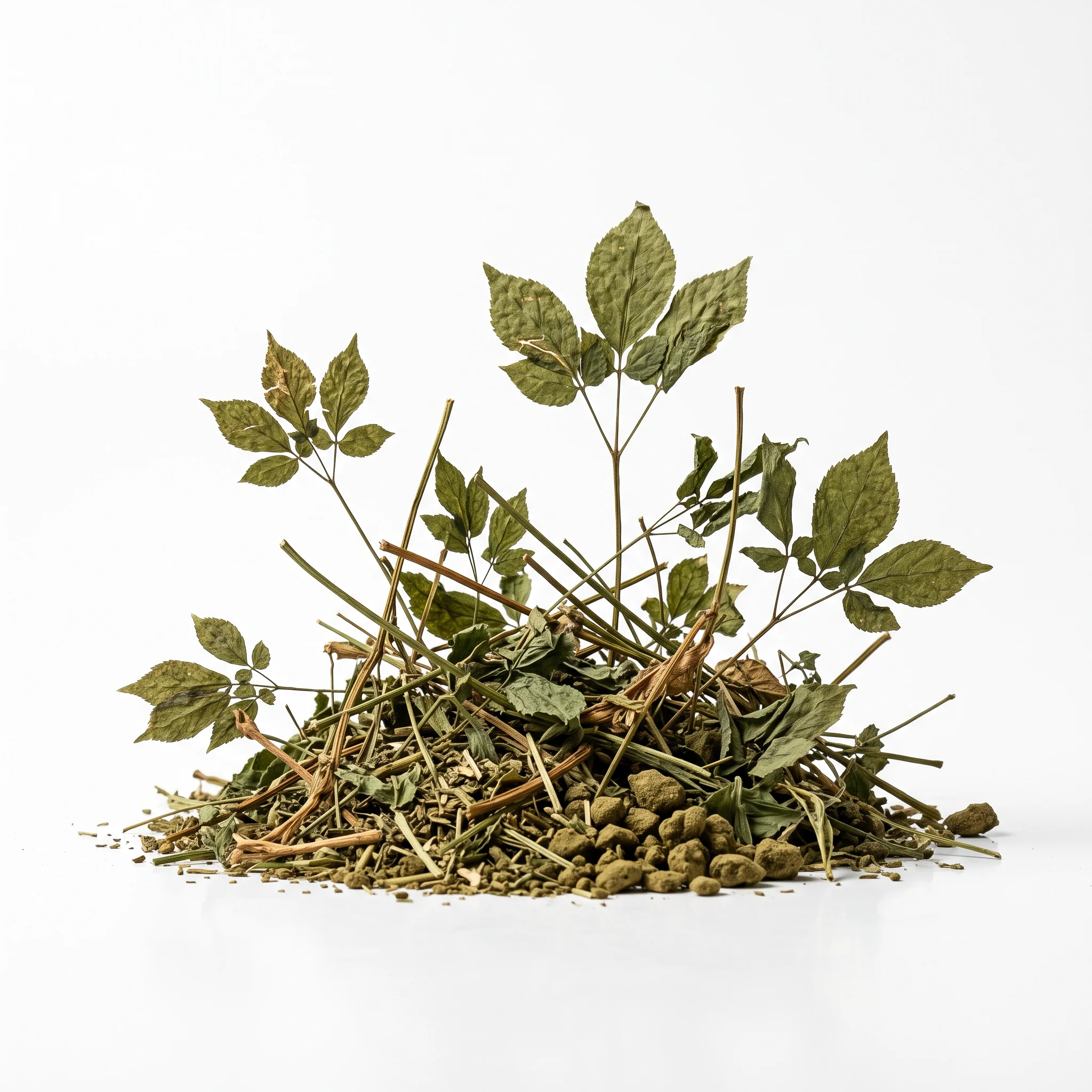 Panax Ginseng Extract